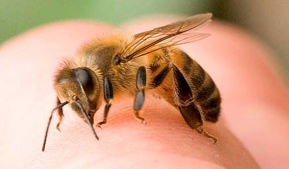 Picaduras de abeja una forma extrema de agrandar el falo